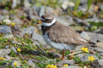 Ringed Plover, Charadrius hiaticula