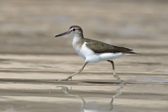 Common sandpiper, Actitis hypoleucos