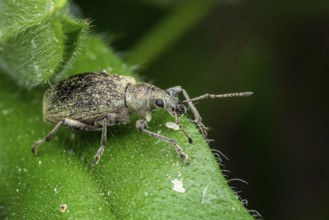 Beetle of Otiorhynchus on a strawberry leaf