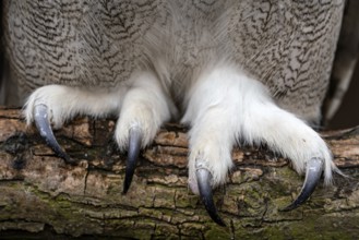 Close up of the claws of a Siberian Eagle Owl, Bubo bubo sibiricus