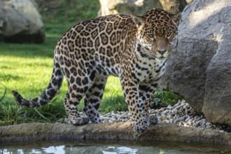 Jaguar is about to jump into the water. Panthera Onca