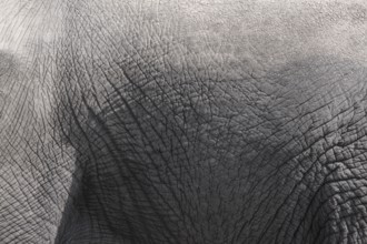Closeup of skin of grey elephant as background