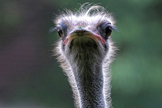 Portrait of an ostrich, (Struthio camelus), captive, close-up of an ostrich with striking eyes and