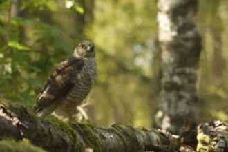 Sparrowhawk on its perch
