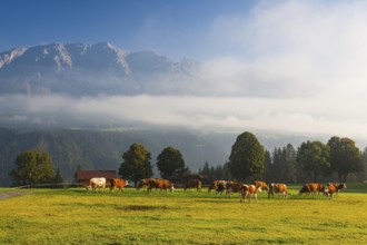 On a farm in the high mountains in Austria