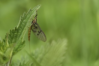 Mayfly (Ephemeroptera)