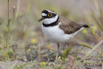 Little Ringed Plover, Little Ringed Plover, (Charadrius dubius), plover family, biotope, foraging,