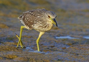 Black-crowned Night Heron, Night Heron, Black-crowned Night-Heron, Nycticorax nycticorax, Bihoreau