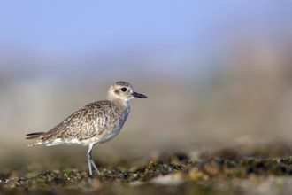 Little Ringed Plover, (Pluvialis squatarola), animal, animals, bird, birds, biotope, habitat,