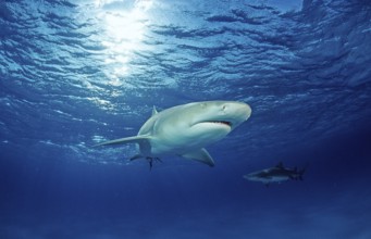 Lemon Shark, Negaprion brevirostris, Bahamas, Grand Bahama Island, Atlantic Ocean