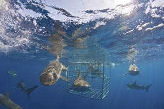 Galapagos sharks, Carcharhinus galapagensis, Oahu, Pacific, Hawaii, USA