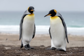 Two King Penguins, Animals, Birds, Penguin, Penguins, (Aptenodytes patagonicus patagonicus) The