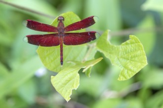 Animals, Insects, Dragonflies, Red Dragonfly, (Neurothemis ramburii), Sabah, Borneo
