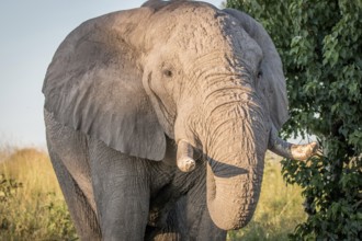 Close up of an Elephant in the Chobe National Park, Botswana