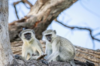 Vervet monkey family sitting in a tree in the Chobe National Park, Botswana