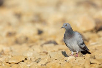 Rock pigeon, (Columba livia), animals, birds, family of pigeons, ancestral form of the domestic