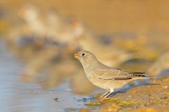 Desert Finch, Finch Family, Finch, Trumpeter Finch, (Rhodopechys githaginea), Roselin githagine,