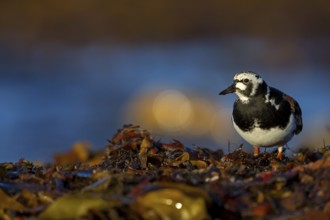 Turnstone, (Arenaria interpres), animals, birds, snipe family, biotope, habitat, foraging,
