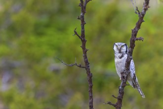 Barred owl, (Surnia ulula), animals, birds, owl family, owl, perch, biotope, habitat, Varanger Bird