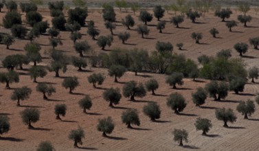 Spain Olive plantation 54371