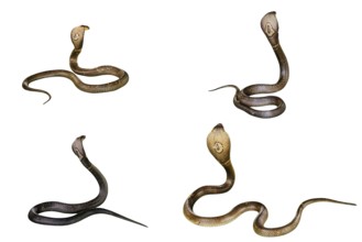 Four King Cobra Snakes Ophiophagus hannah, isolated on white background. behind view