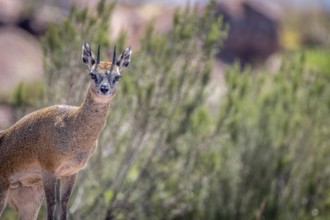 A Klipspringer on top of a rock in the Marakele National Park, South Africa
