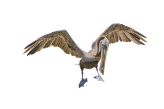 Brown pelican with open wings. Mexico, Baja California Sur