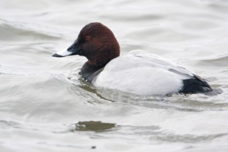 Common pochard, drake, common pochard drake