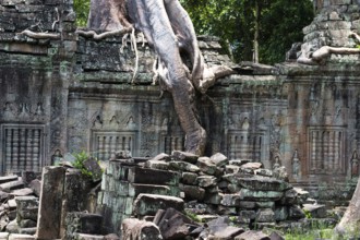 Buddhist temple buildings, jungle temples, mystical, Ta Prohm, Buddhist temple complex, UNESCO