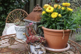 Garden decoration with blooming yellow flowers, rusty lantern and decorative table, Weseke, borken,