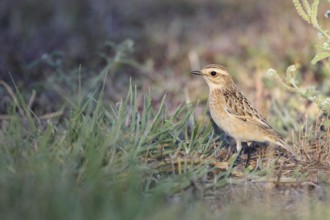 Whinchat in Punta Prima, Menorca