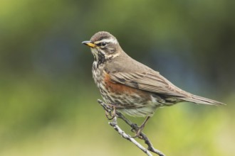 Redwing (Turdus iliacus) on its perch, nature park Park, Dalvik, Iceland