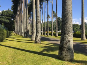 Palm tree alley in Royal Botanic King Gardens, Kandy, Sri Lanka. The garden includes more than 4000