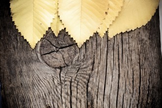 Autumn leaf on old wood texture