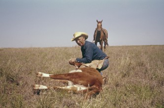 USA Oklahoma. A cowboy with a calf. 1959. Kodachrome slide original. Credit Roland Palm ref 6-9-4