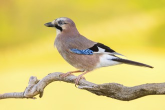 Jay, European Jay, Jay, eurasian jay (Garrulus glandarius), Geai des chênes, Arrendajo Común,