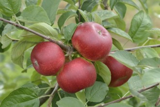Apple (Malus domestica 'Remura'), Bundessortenamt Prüfstelle Wurzen, Wurzen, Saxony, Germany
