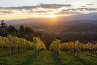 Vineyard in the evening light, cloudy mood at sunset on the Sausal Wine Route, St. Andrä-Höch,