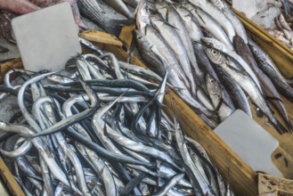 Fish on ice in the market. Greece, Athens, Piraeus