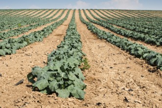 Cabbage plantation. Cabbage arranged in rows, clean soil