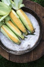 Raw corn in the garden on wooden background