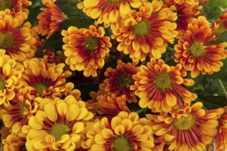 Brown orange Florists daisy bouquet isolated over white