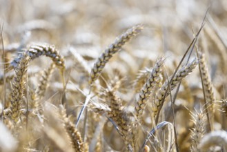 Close-up of ears of wheat in the golden light of the sun, Coxhill, Shepherdswell, Dover, Kent,