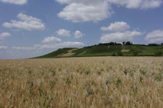 Viticulture near Prüßberg, district of Schweinfurt