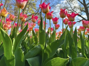 Tulip blossom