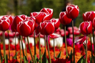 Tulip blossom