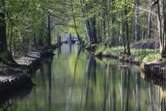Flow (canal) in the Spreewald, Brandenburg, Germany