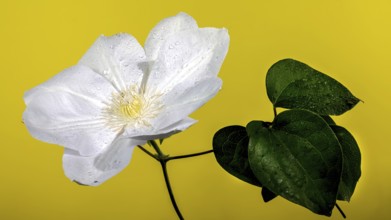 Beautiful Blooming white clemantis Arabella flower on a yellow background. Flower head close-up,