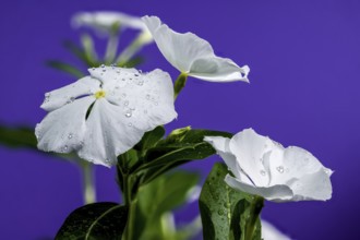 Beautiful Blooming white Catharanthus SunStorm Pure White on a purple background. Flower head