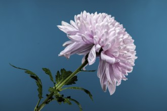 Blooming pink Dark Rossano chrysanthemum on a blue background. Flower head close-up, Odessa,